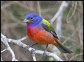 _3SB3270 painted bunting
